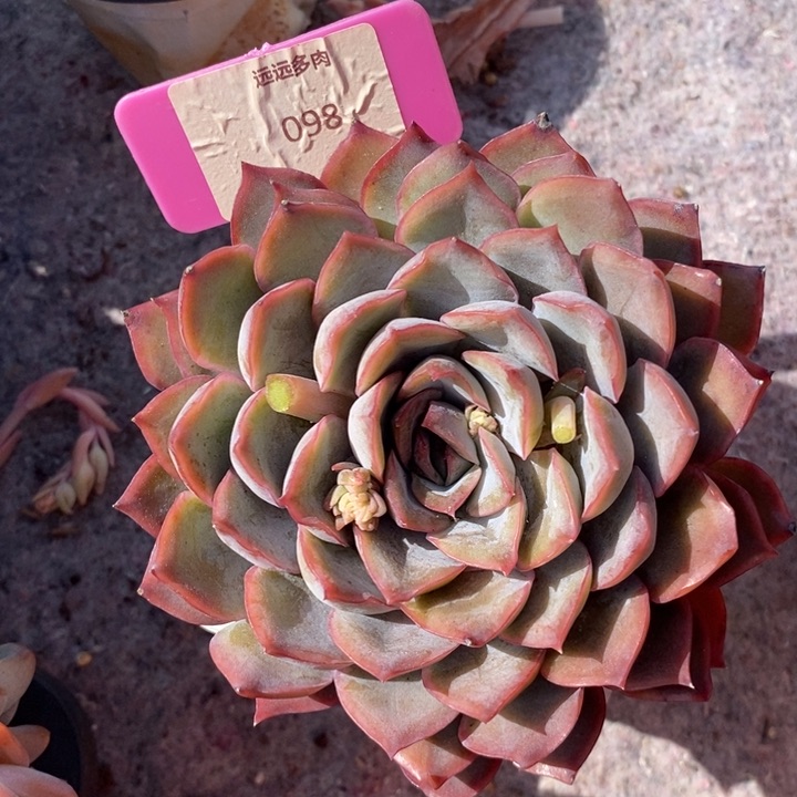 098猎户座肉肉肉肉肉肉