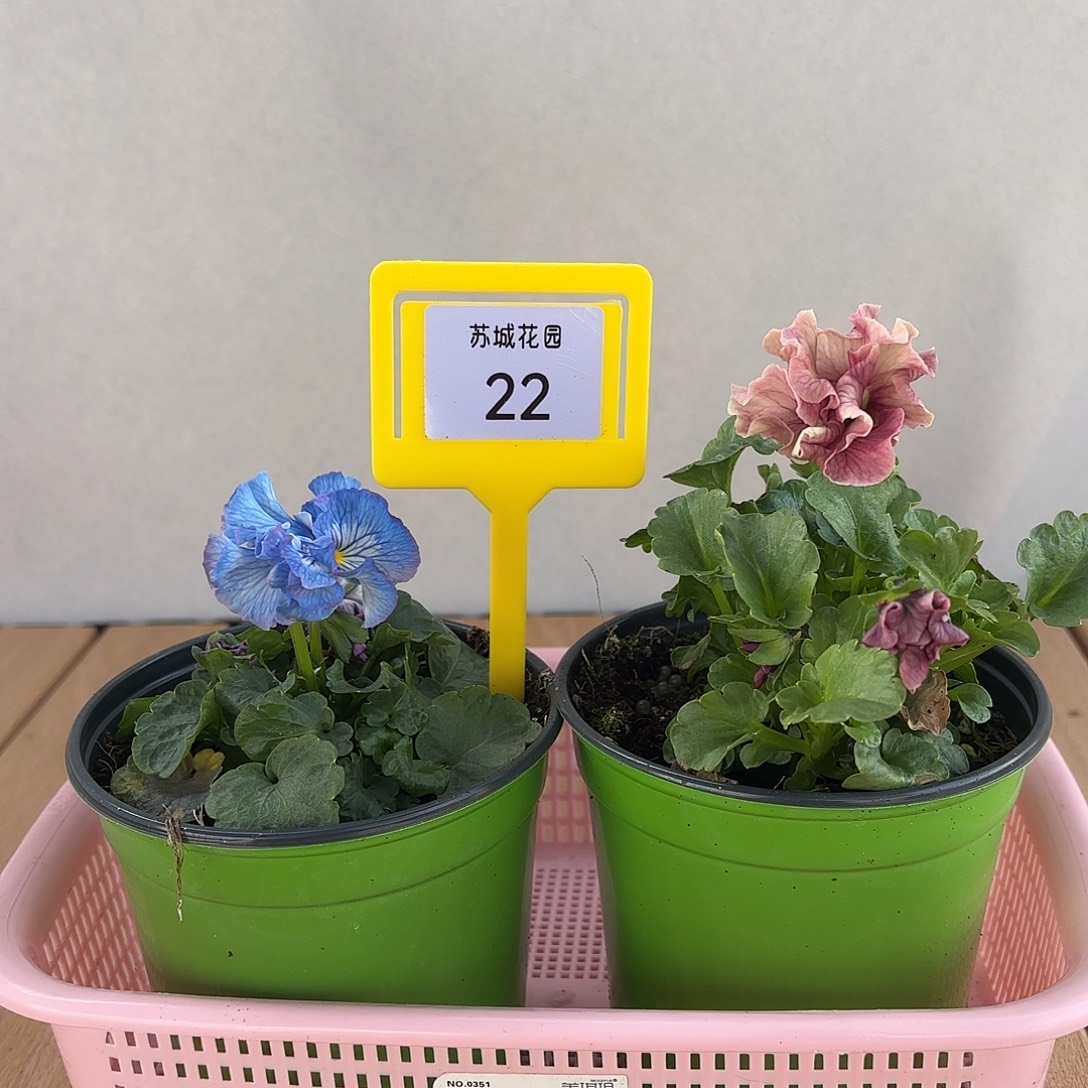 大部分开放少量花苞22