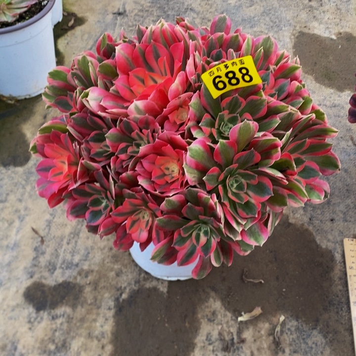 安***姐多肉粉女巫68800000