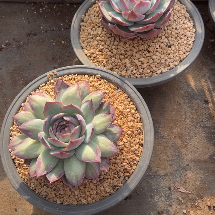 小***子软的多肉，一个拍两个惊鸿