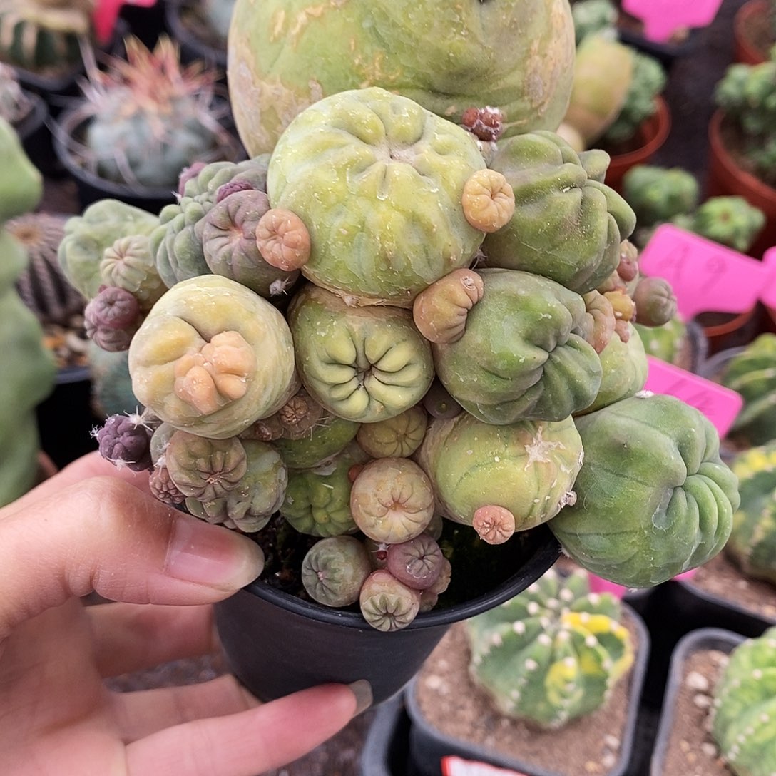 花花草草花花草草