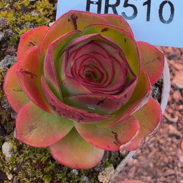 ?**?HR510新品不负福利