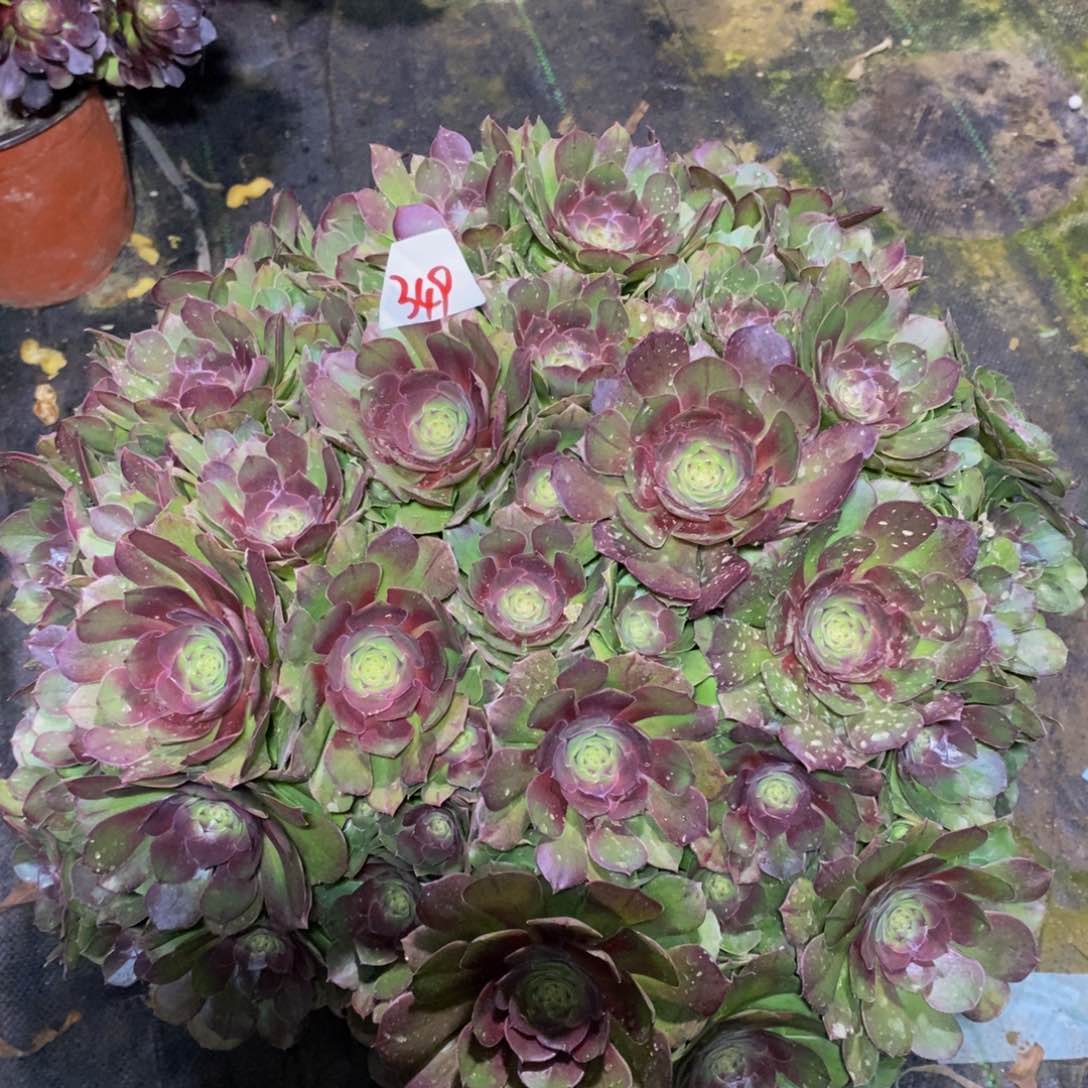 349号糖心沙拉碗法师多肉
