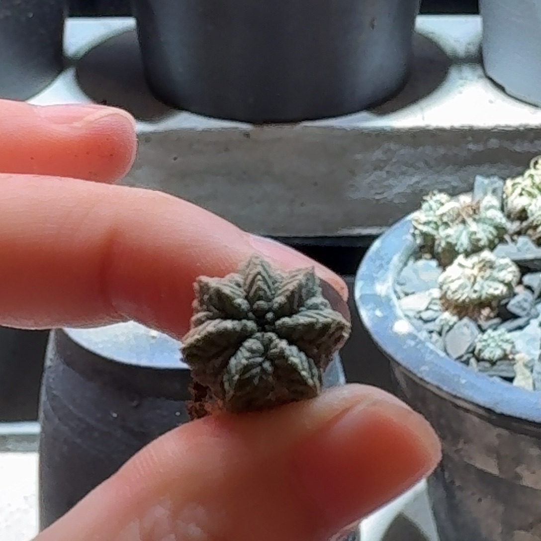 409实生老花笼哈哈哈