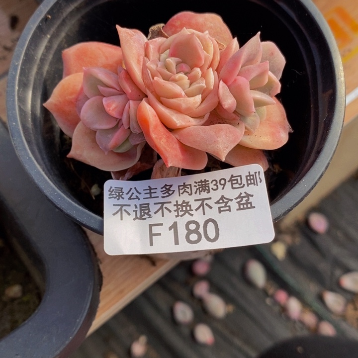 可爱玫瑰5cm180多肉植物