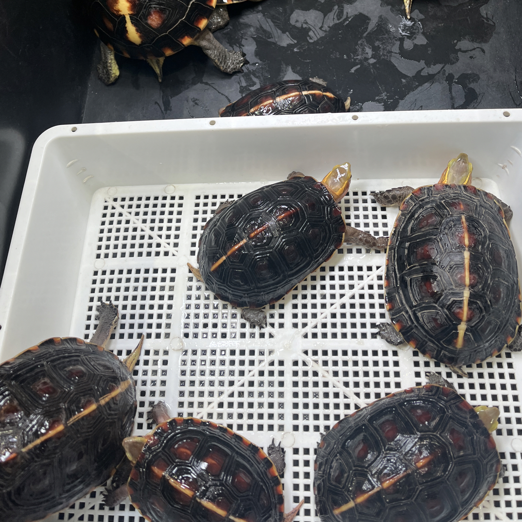黄缘龟 安缘 大陆缘 台缘 活体龟龟 直播间拍龟专用