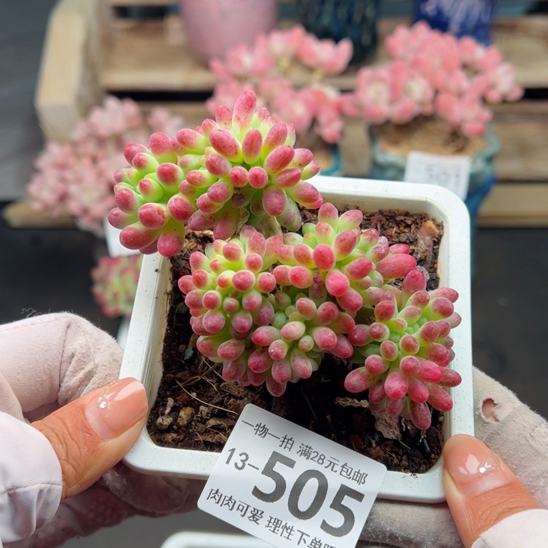 果冻乙女心多肉多肉多肉多肉