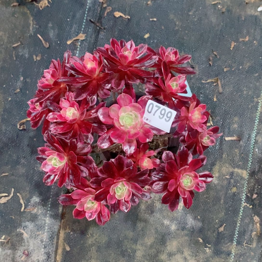 白婚纱799多肉1111