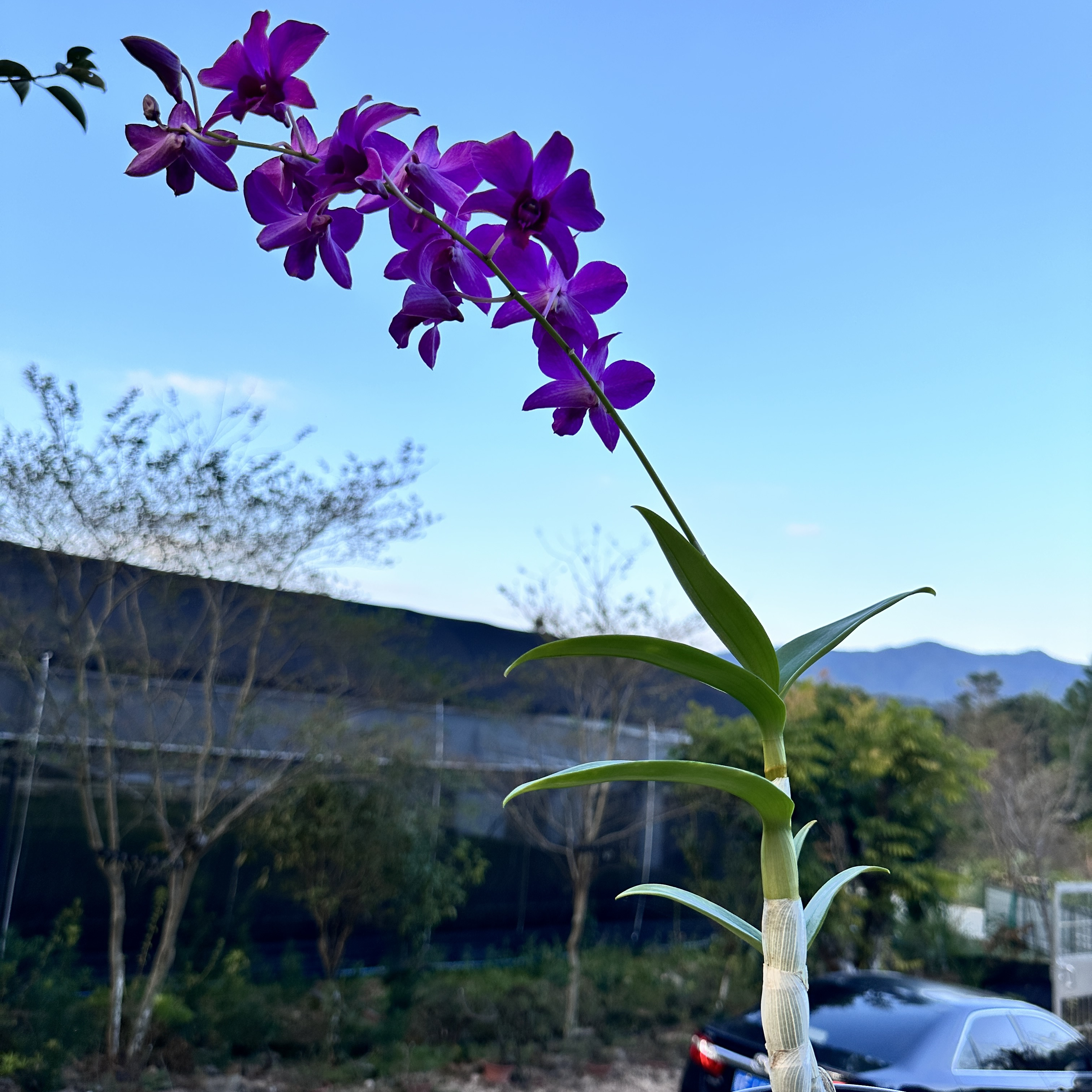 秋石斛带花盆栽种植