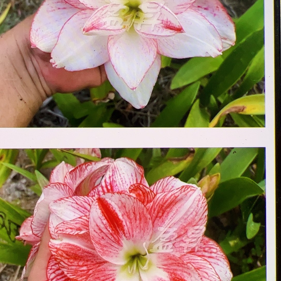 朱顶红575开花球2号