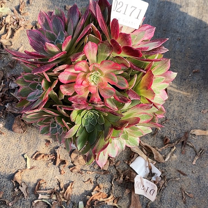 2171万花筒多肉植物