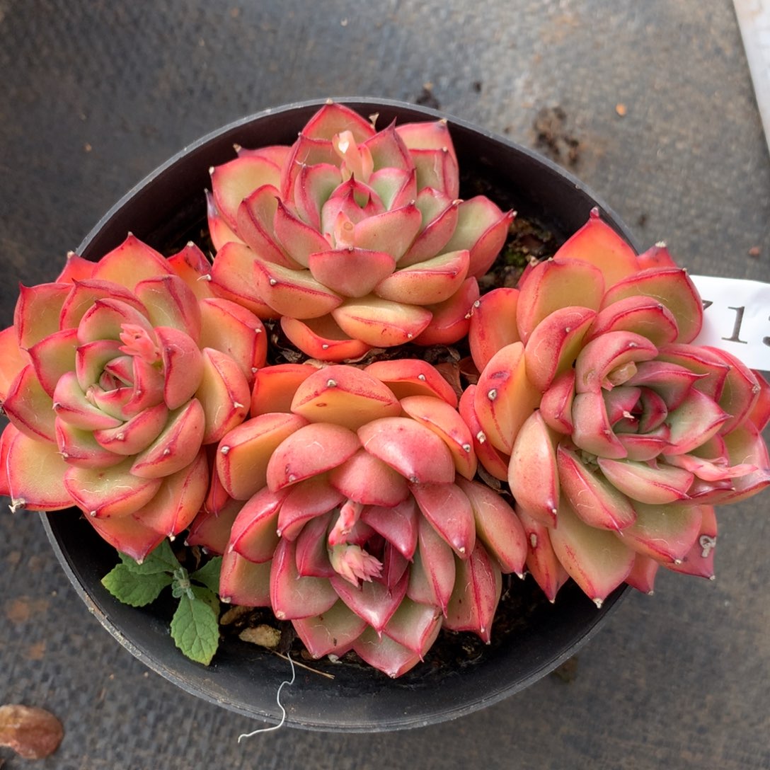 7133杂交精品基地12厘米