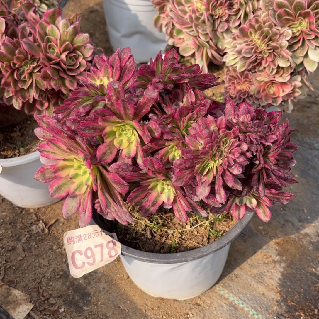 978多肉植物舞天姬缀化