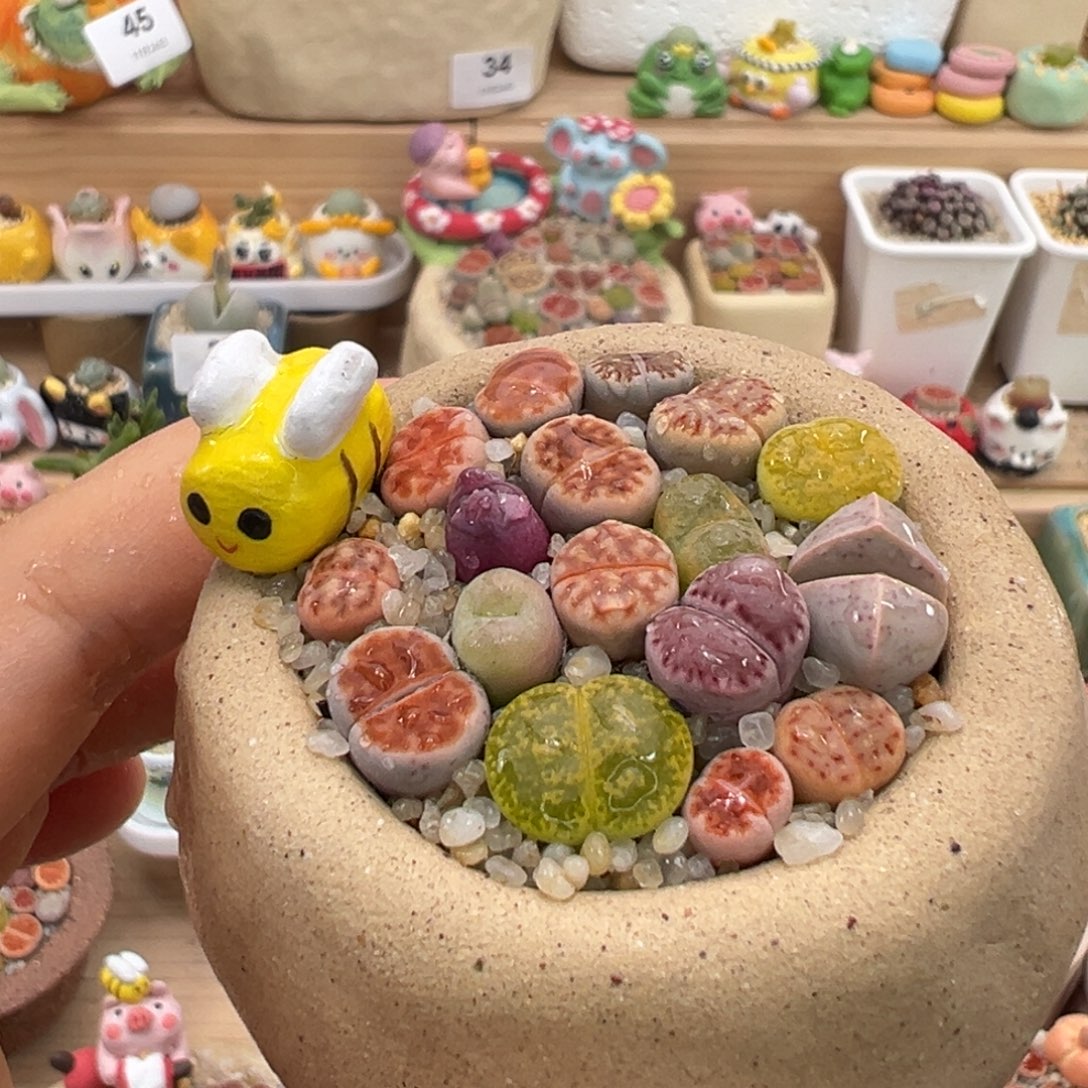 多肉植物50号彩色