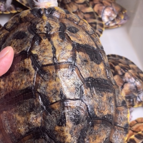 绿毛龟母黑巴种母一个