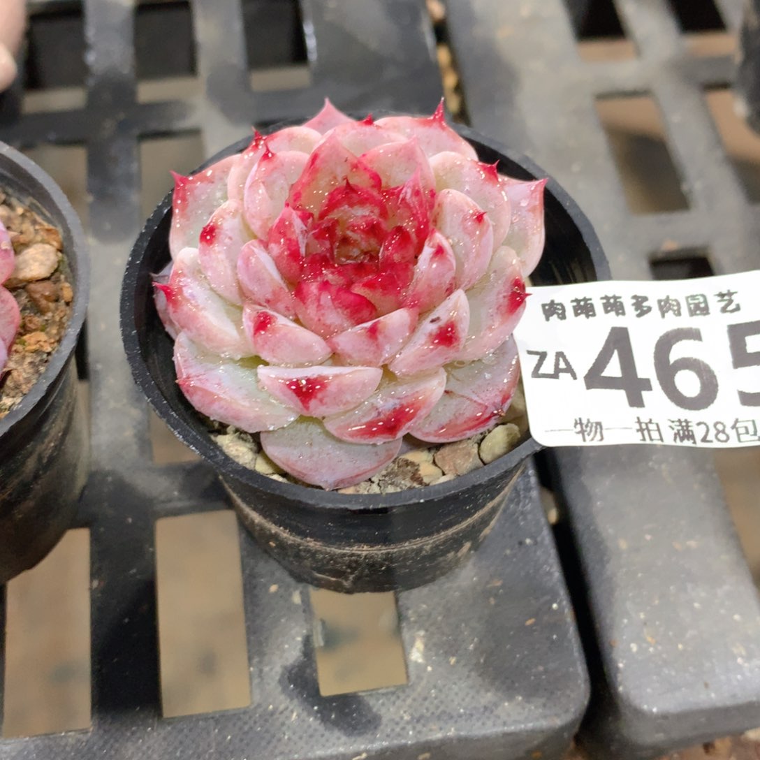 肉萌萌拇指盆精控多肉ZA465