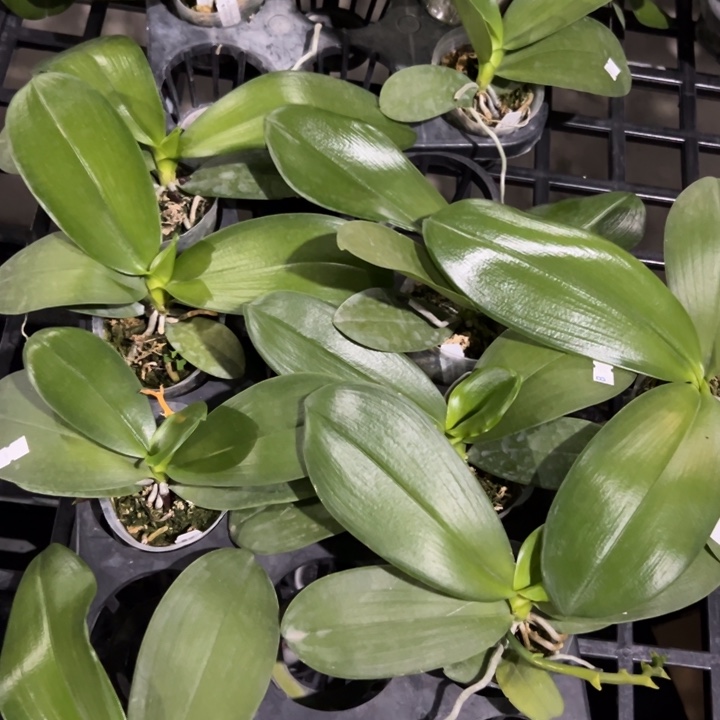 拿***你不开花植物凯乌兰妮