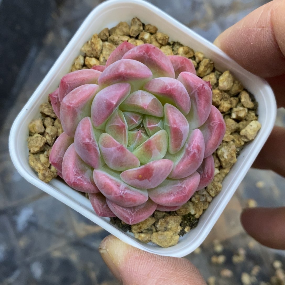 精品多肉一物一拍不包整71