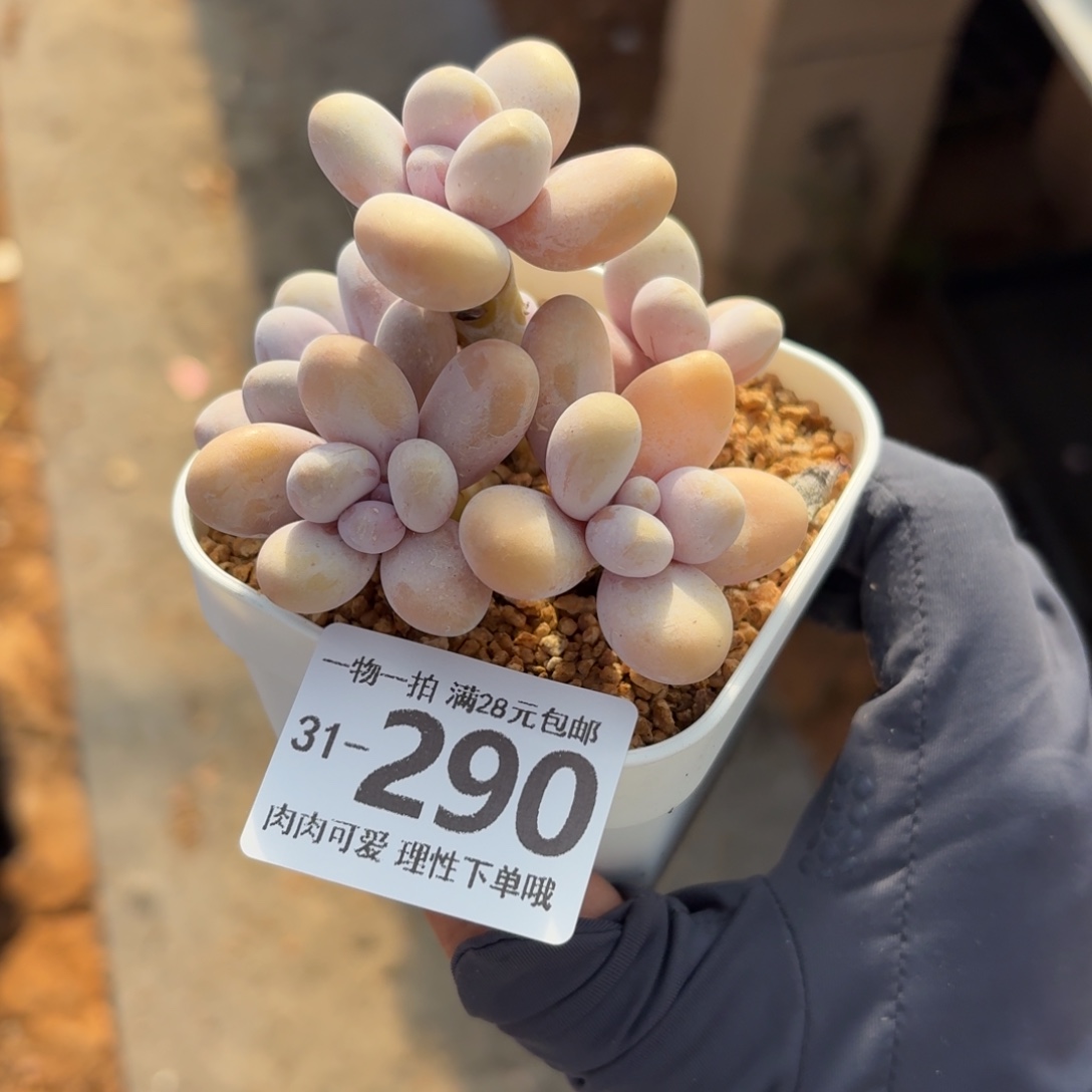 蛋黄奶多肉无盆土发货