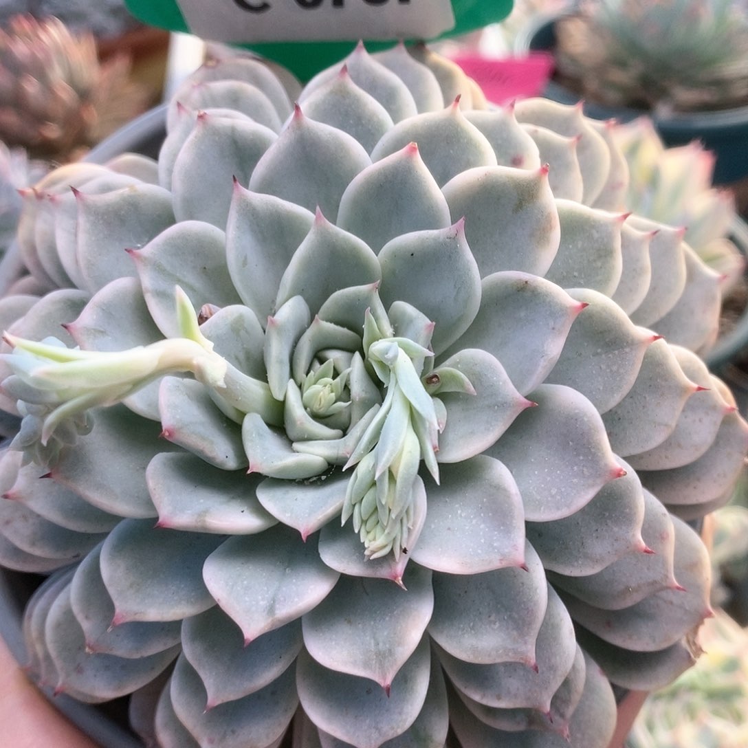 C757叠叶杂不知名锦锦锦锦