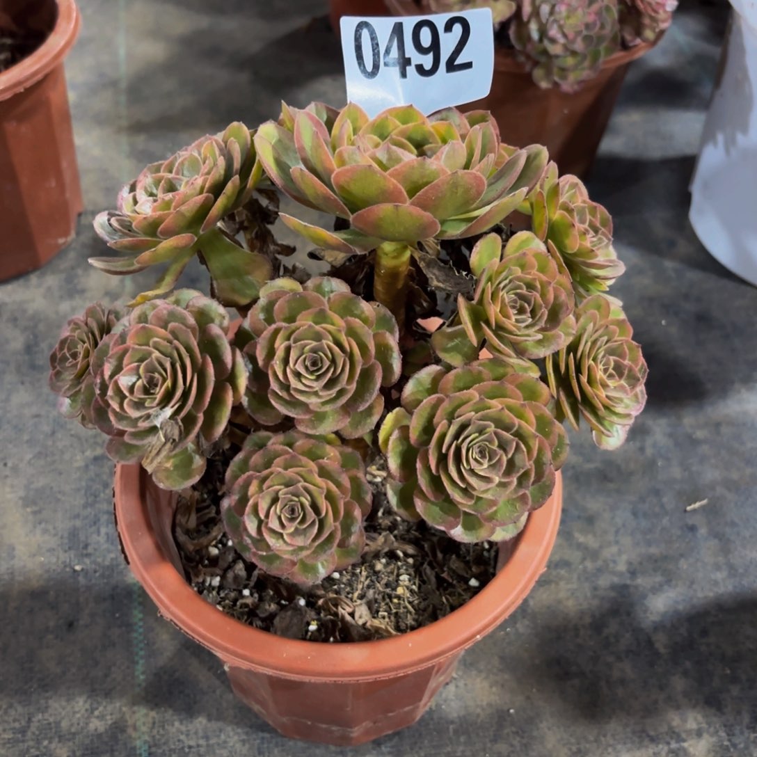 无花朵0492火狐法师多肉植物