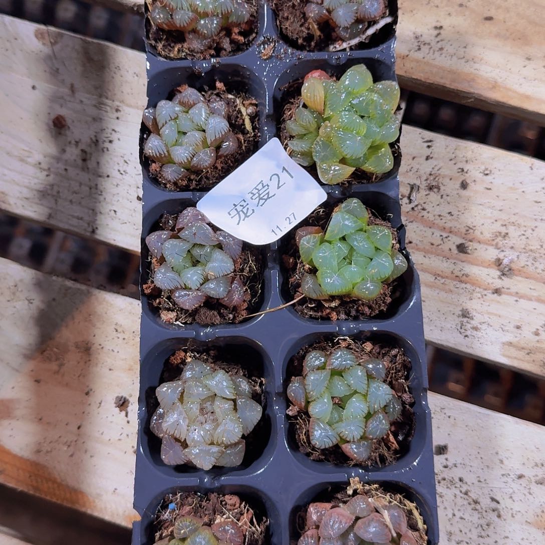 直播福利一物一拍21