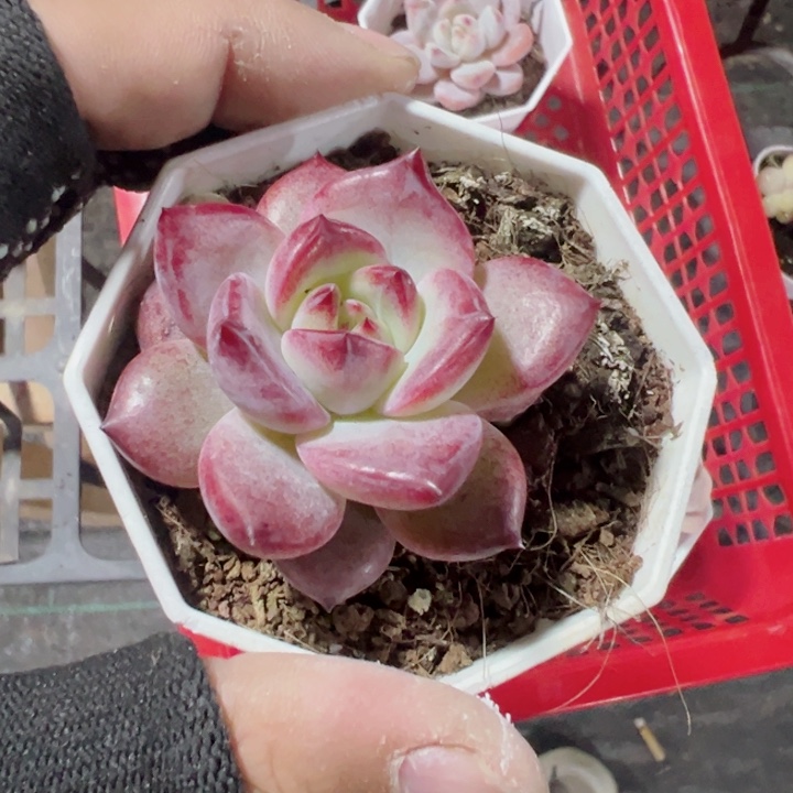 媛*夜魔侠精品多肉植物