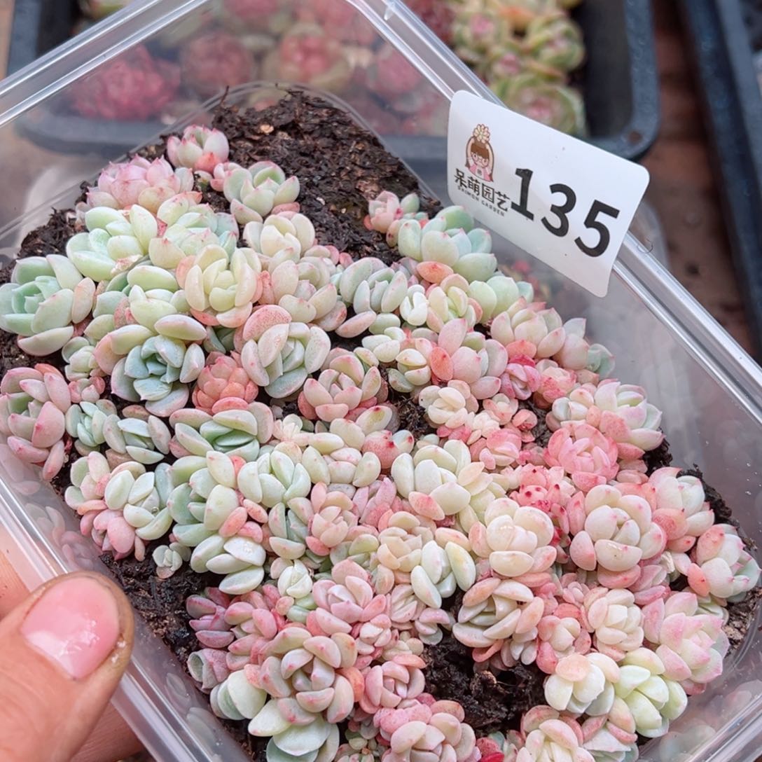 多肉植物多肉植物