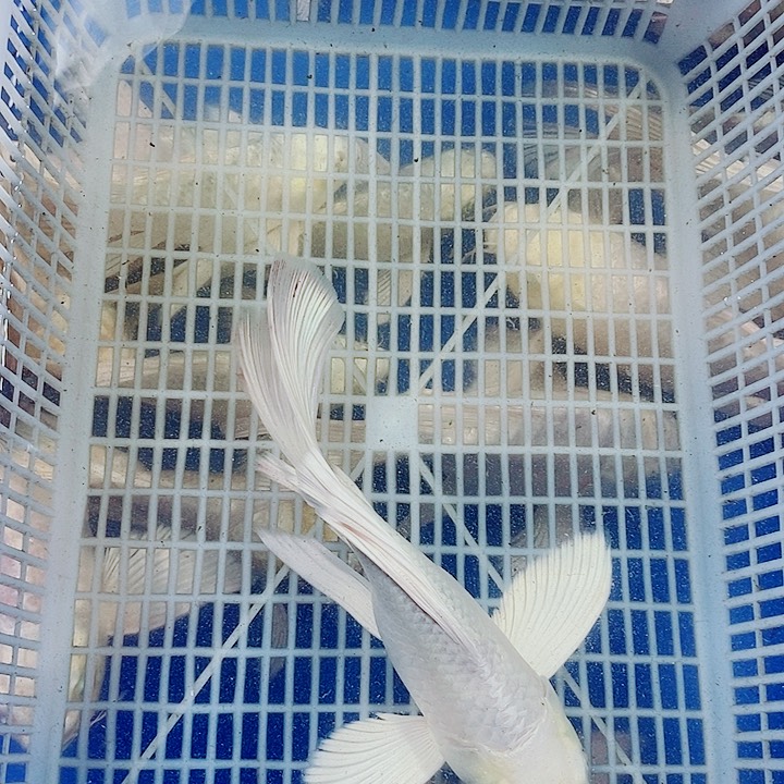 蝴蝶鲤台式精品蝴蝶鲤鱼