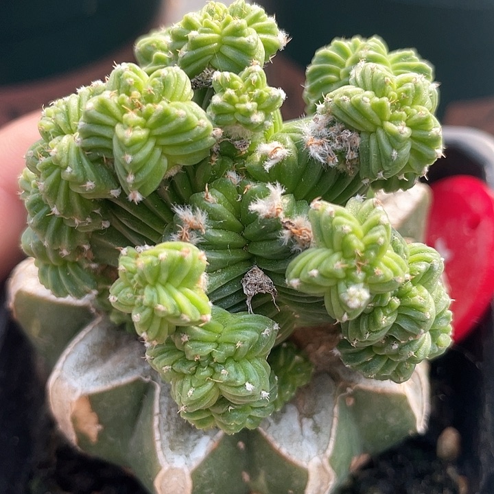 五星花龙群仙人球1