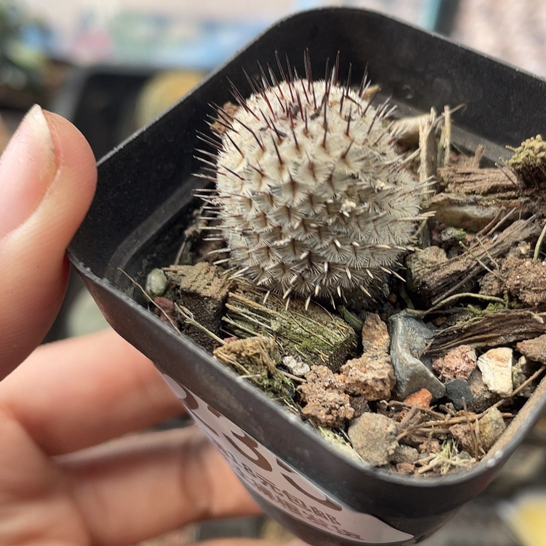 235直刺佩雷（满18元包邮）