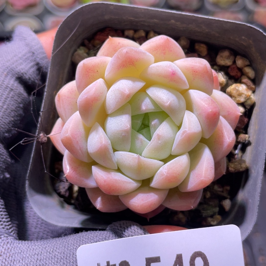 花利美2-549明月心