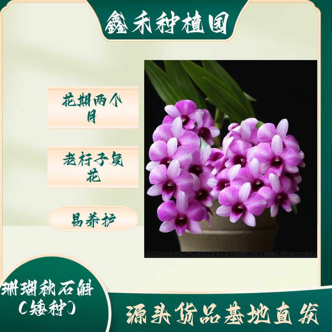 珊瑚（矮种）秋石斛盆栽花卉绿植适宜室内外种植生长易修剪