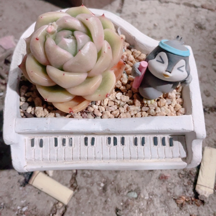 多肉植物多肉植物