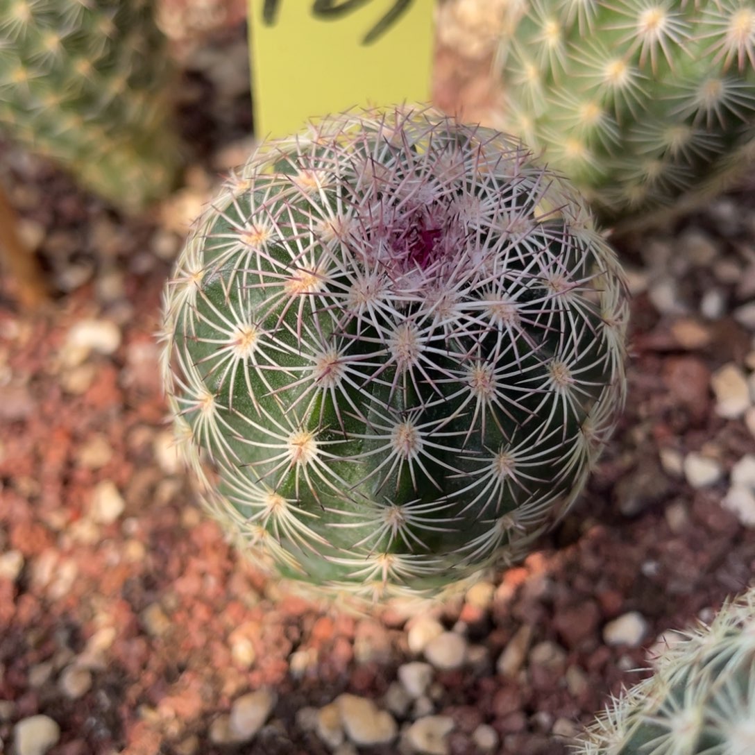 鹿角柱实生仙人球翡翠白花三光