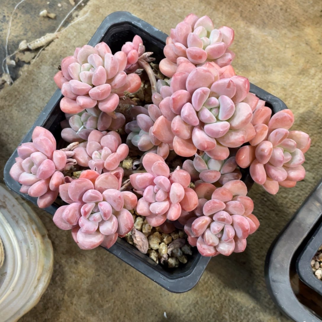 白鹭冠幅16 公分一物一拍