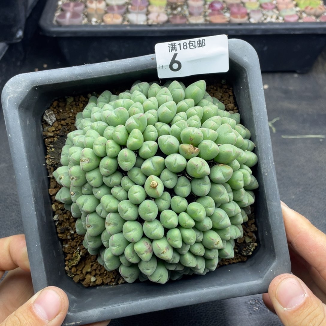 红陶000000000000000006