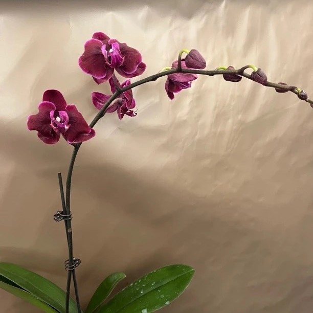 鲜花《妖姬》蝴蝶兰云南源头基地直发