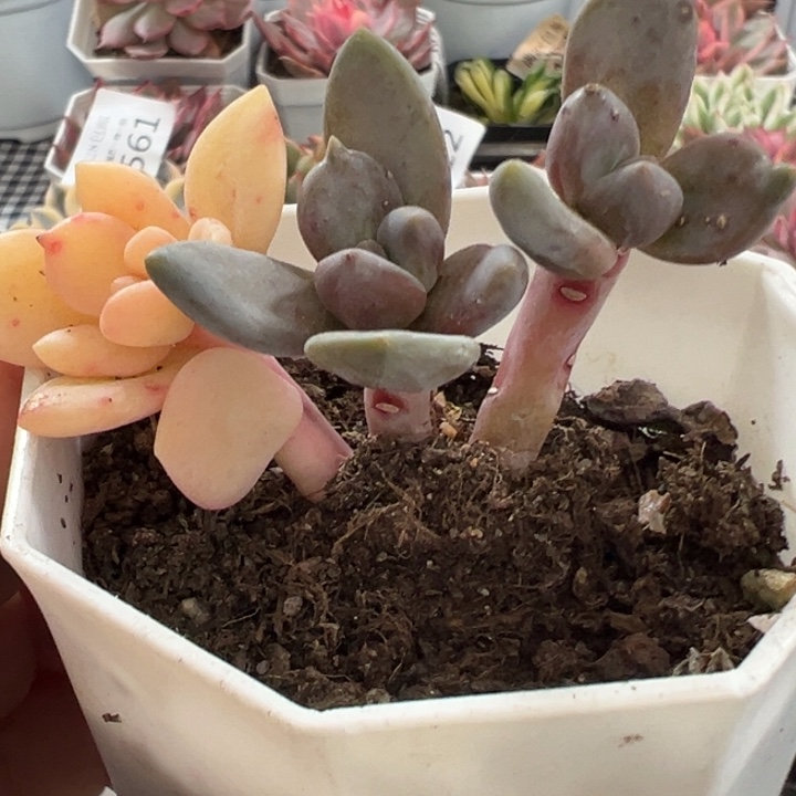 琉璃殿锦多肉植物2508