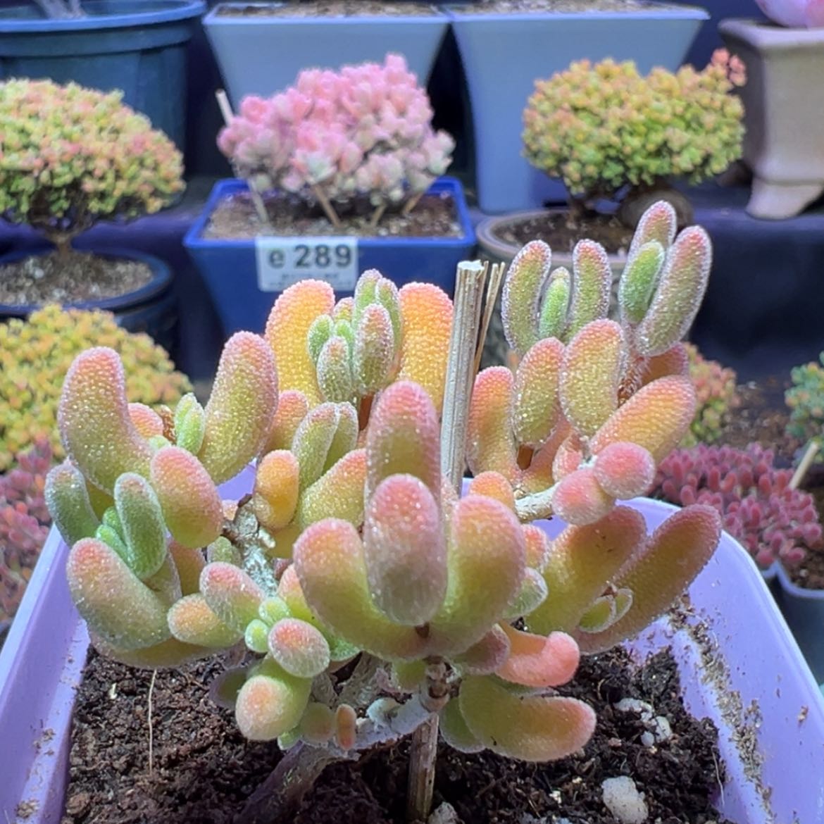 【闪购商品】e304荔枝糯米糍搬棚福福价