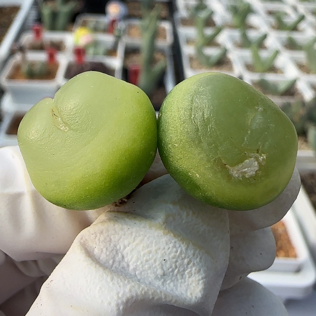 11-26-544当天满38包邮拉登1.8两个有疤