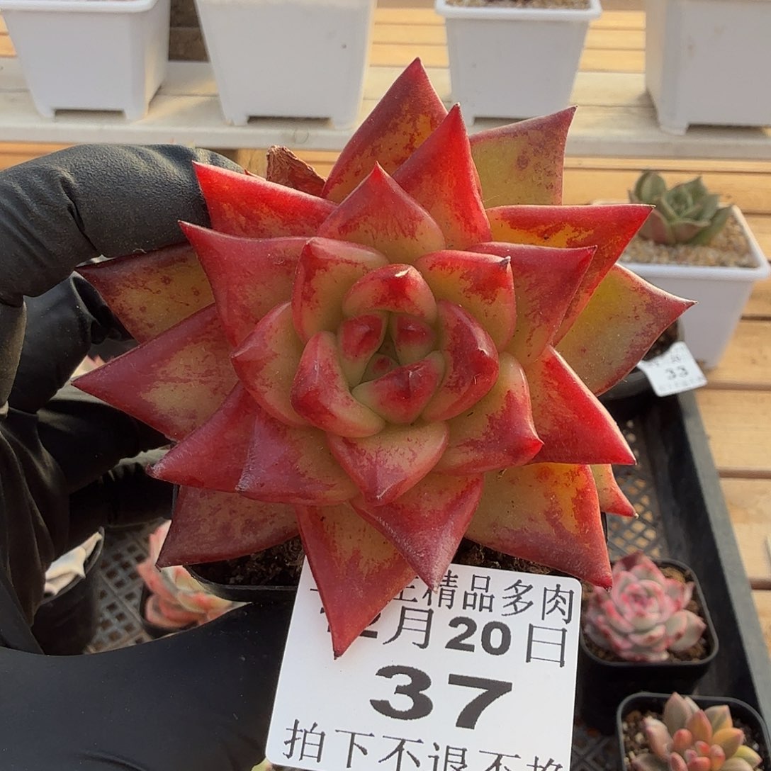 1220-37澳大利亚珍妮