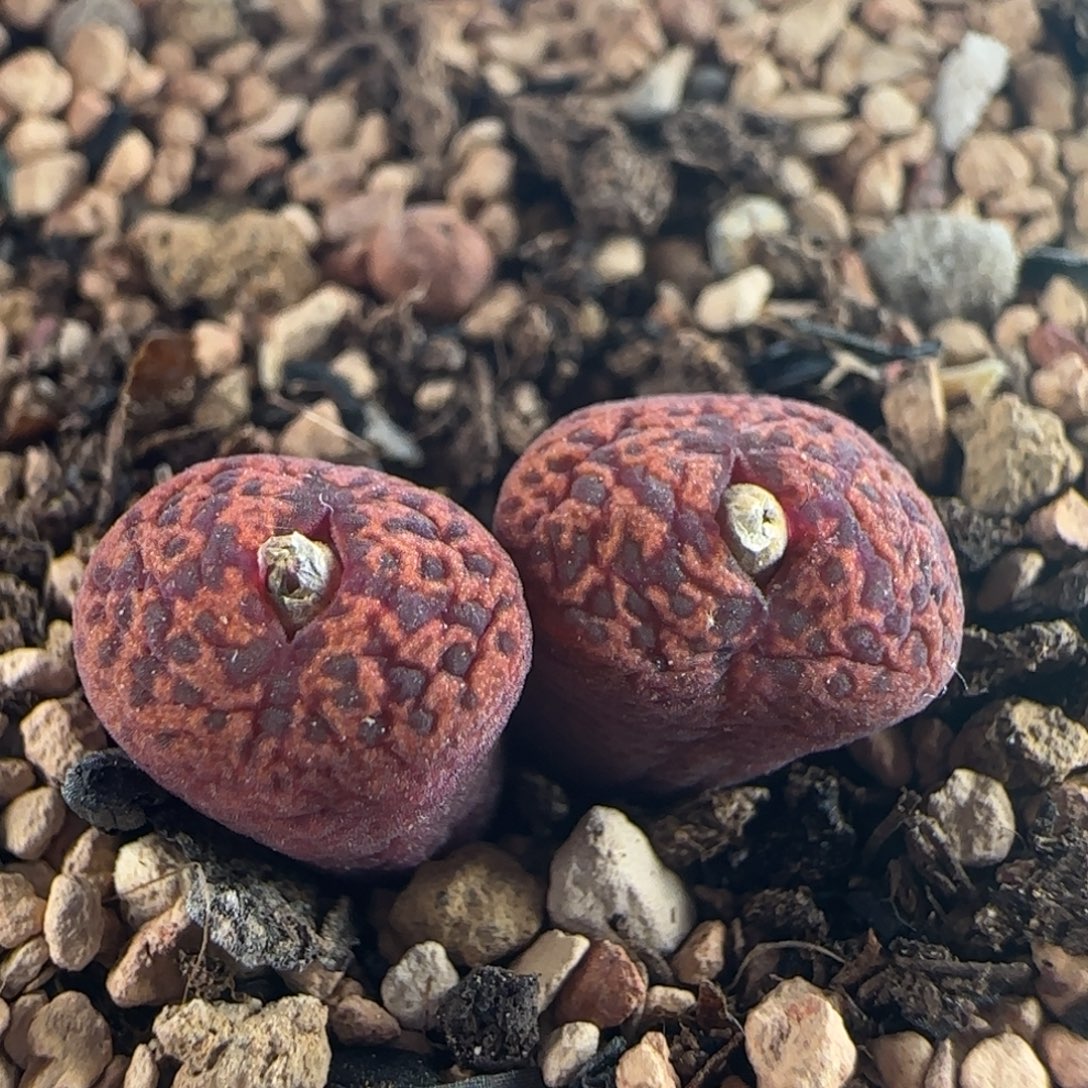 1997/红勋/多肉植物