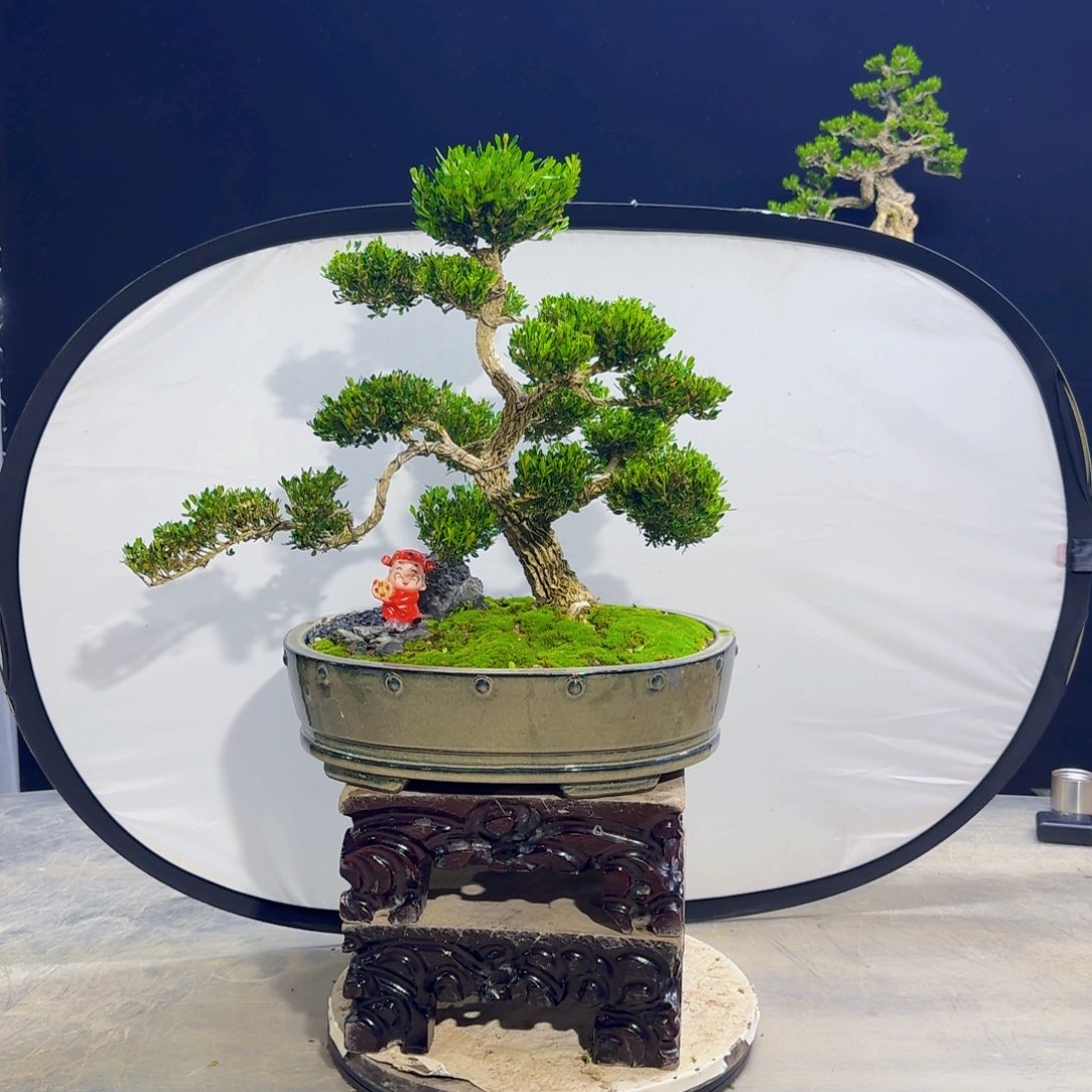 高端黄杨盆景艺术