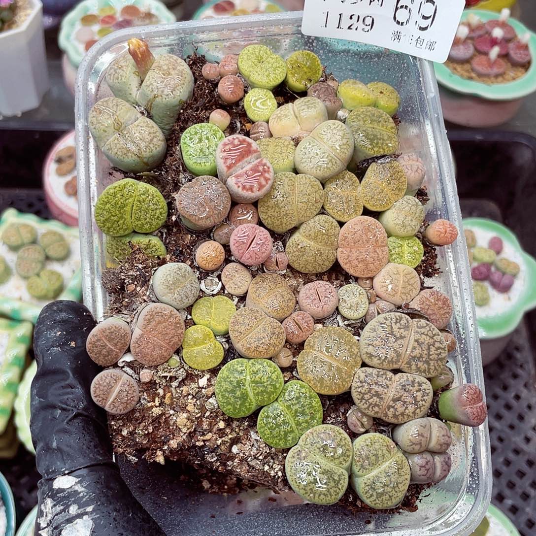 生石花满18包邮1129-69