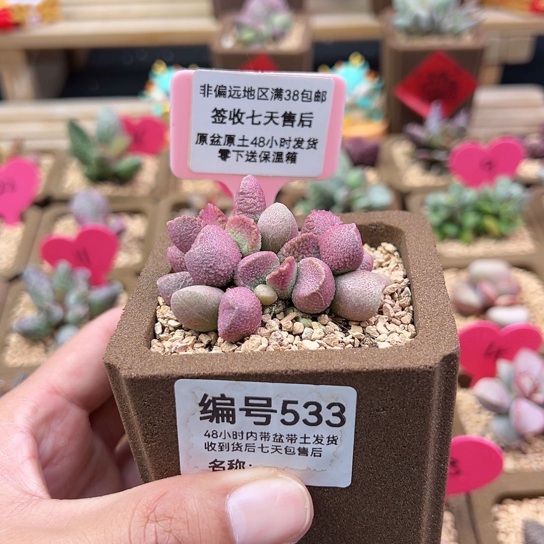 小*宝533赛猪肝水泡多肉