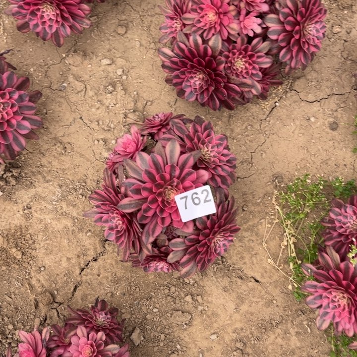 黑铜白762不包断枝