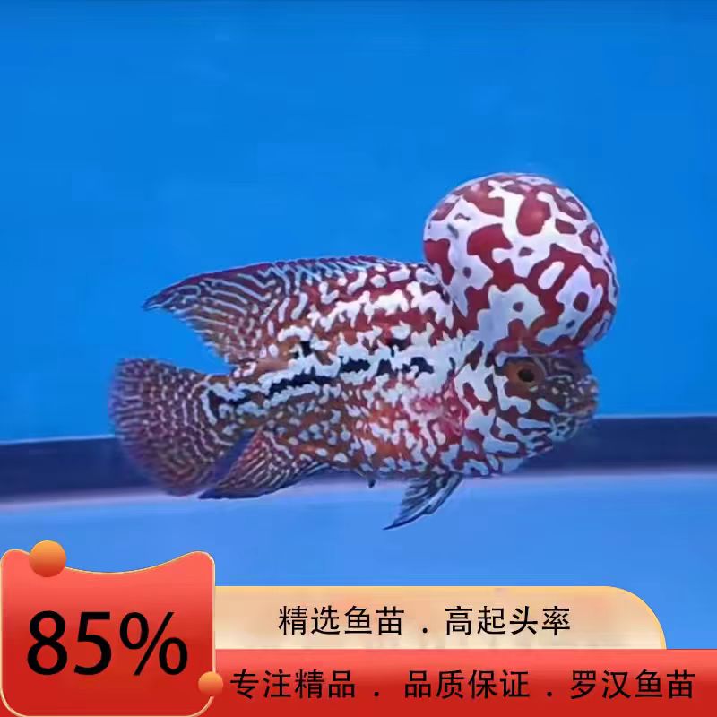 精品罗汉鱼直播间专拍Aco1号