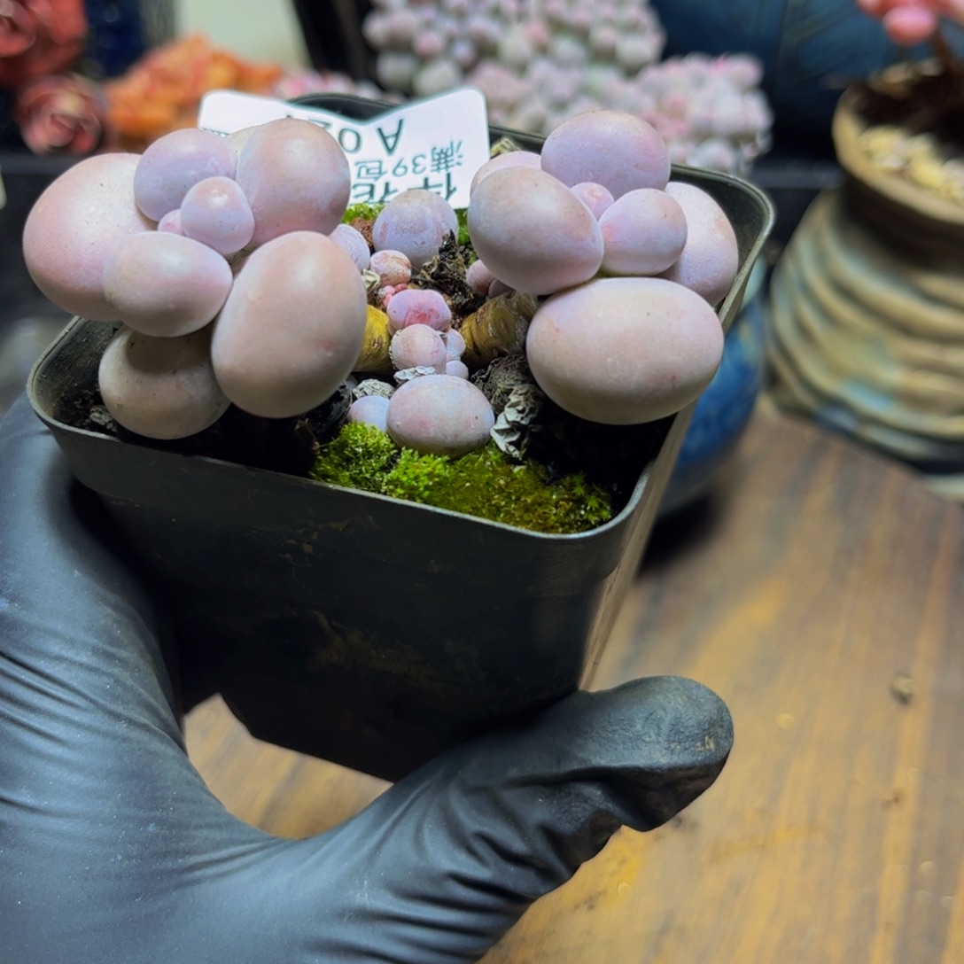 027芭比奶酪7厘米多肉