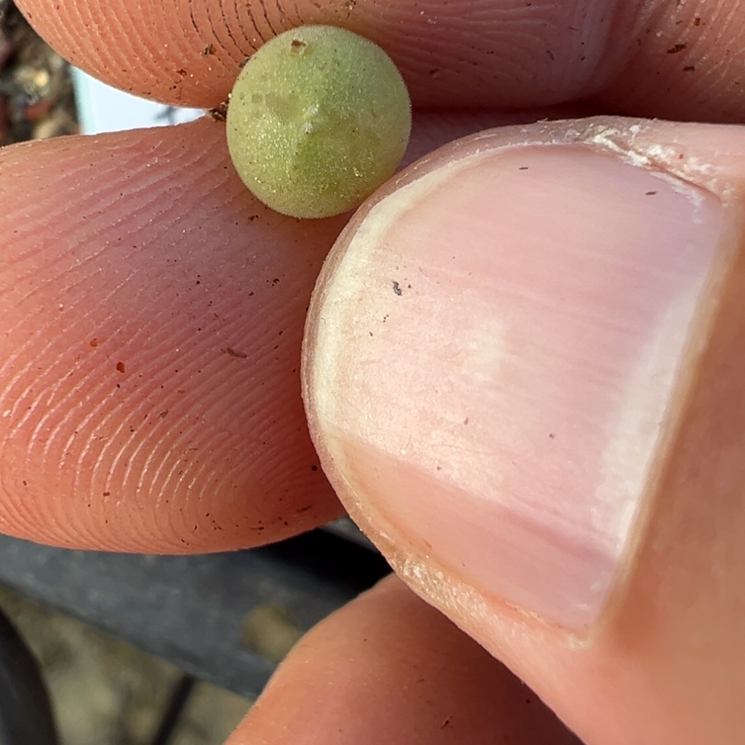 26-189量拍大眼睛空蝉小苗一颗